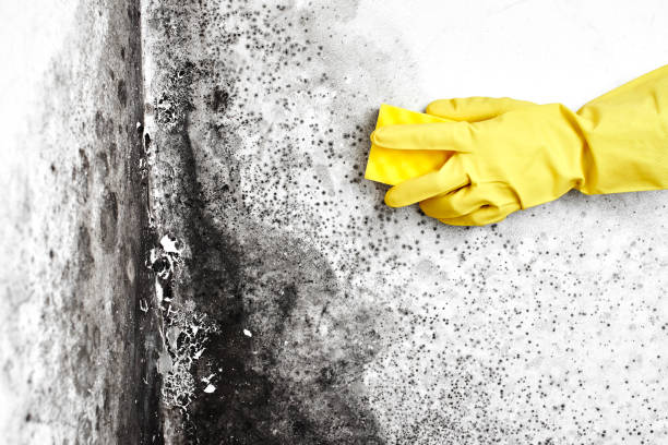 Best Mold Damage Repair  in Yeagertown, PA