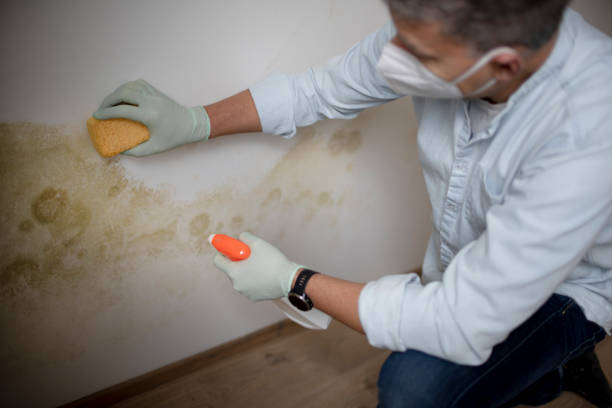Best Attic Mold Removal  in Yeagertown, PA