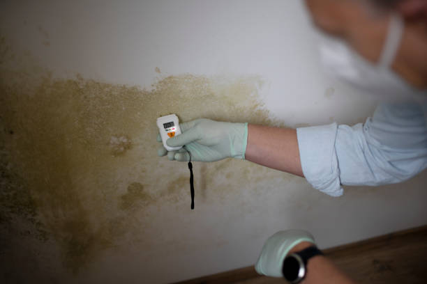 Professional Mold Removal in Yeagertown, PA