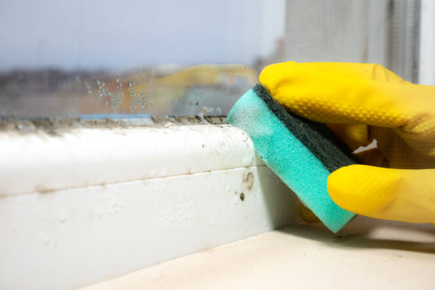 Best Home Mold Removal  in Yeagertown, PA