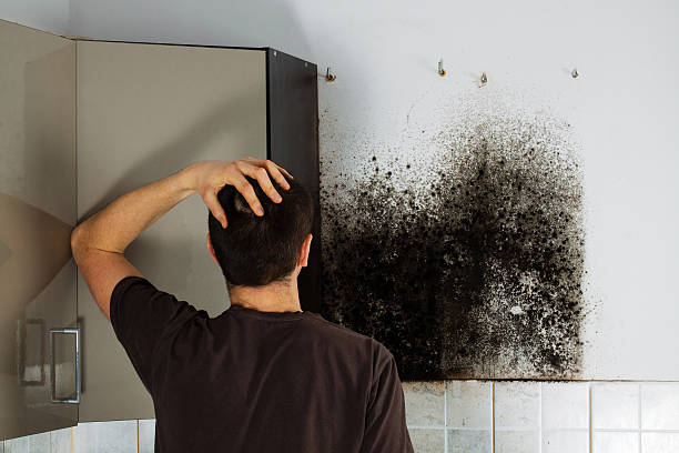 Best Commercial Mold Removal  in Yeagertown, PA