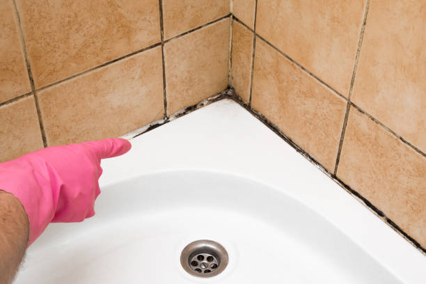 Best Black Mold Removal  in Yeagertown, PA
